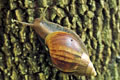 Lissachatina fulica 